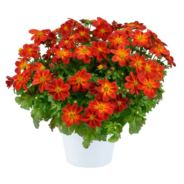 Thumbnail: Bidens