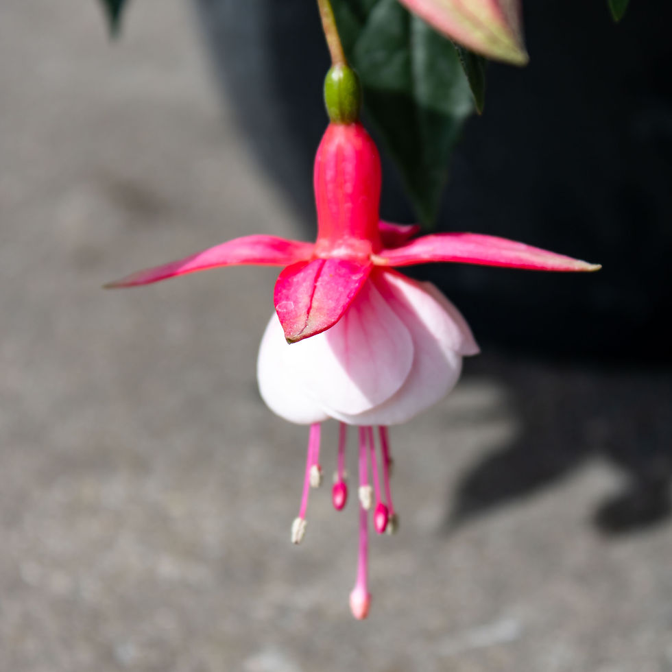 Thumbnail: Hangpot fuchsia