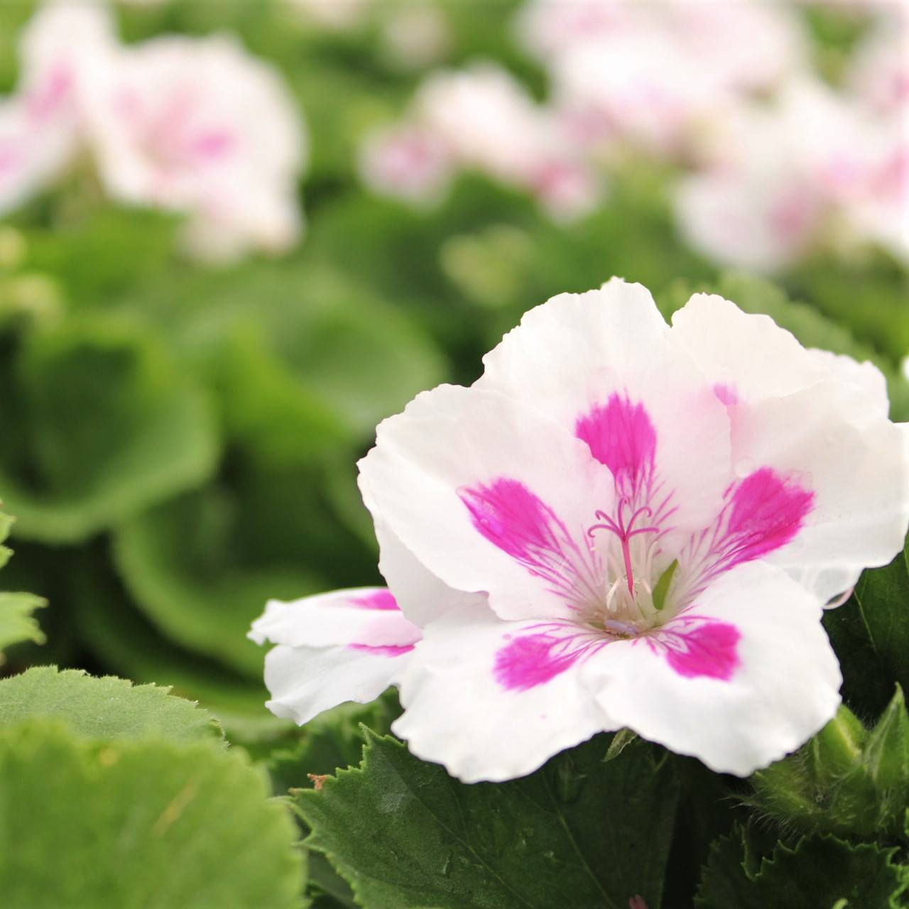 Pelargonium