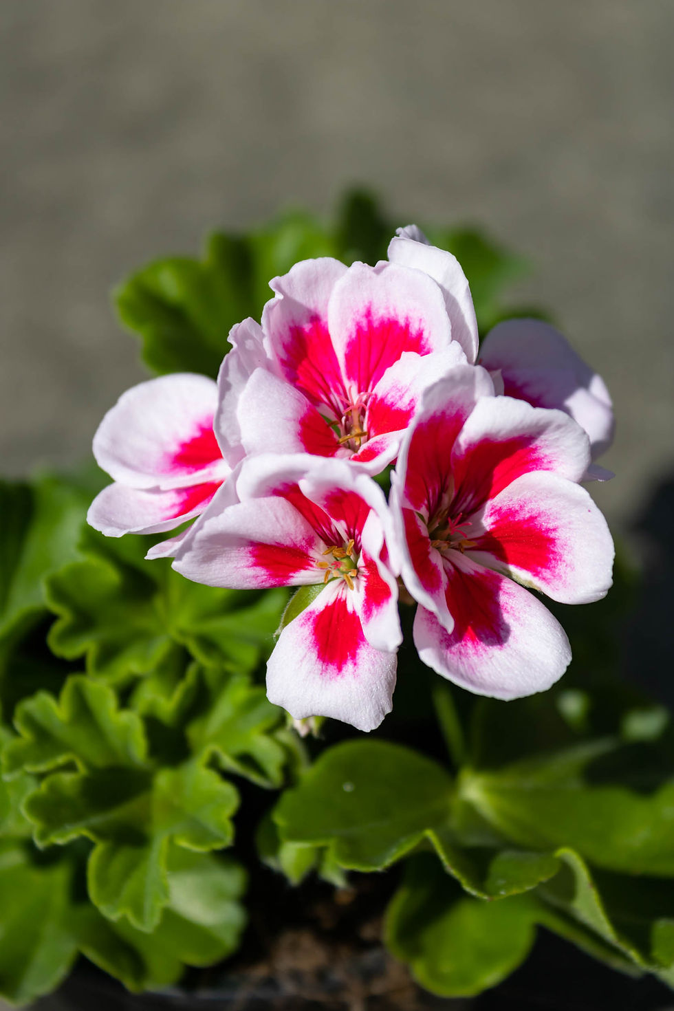 Thumbnail: Geranium (staand)