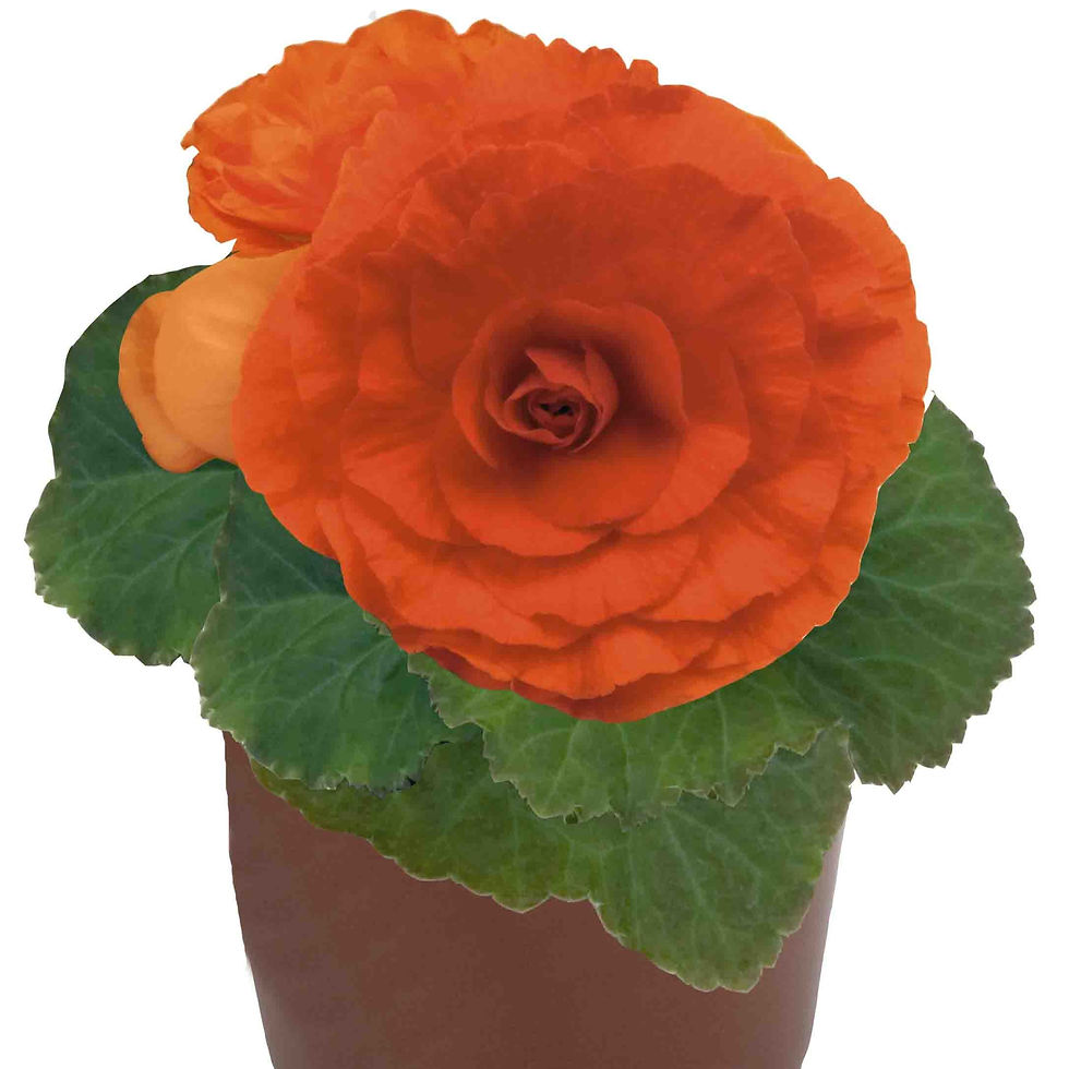 Thumbnail: Grootbloemige begonia