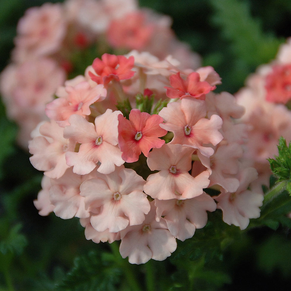 Thumbnail: Verbena vepita / kleinbloemig