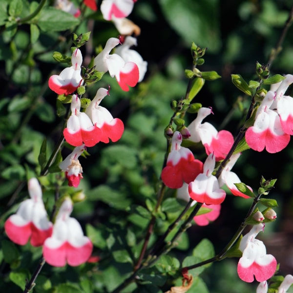 Thumbnail: Salvia grootbloemig
