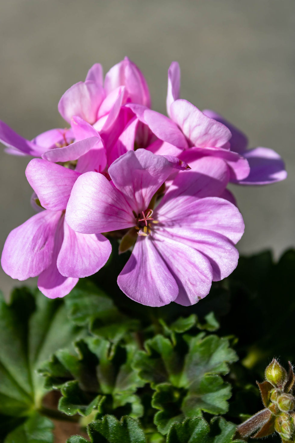 Thumbnail: Geranium (staand)