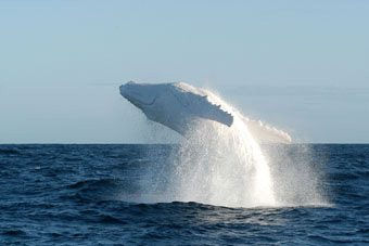For the record, this is Migaloo, a rare white humpback. For more info: http://migaloo.com.au/wordpress/migaloo-history-educational-facts/