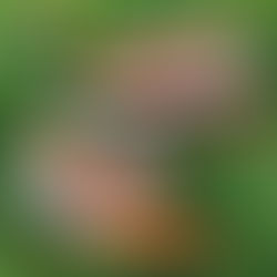 NFL Nike Air Force 1 Shoes - Legendary Streetwear, Football Fandom