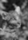 Peeping cub B&W