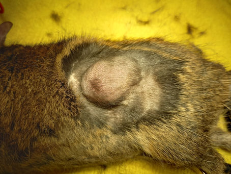 デグーの体表腫瘤