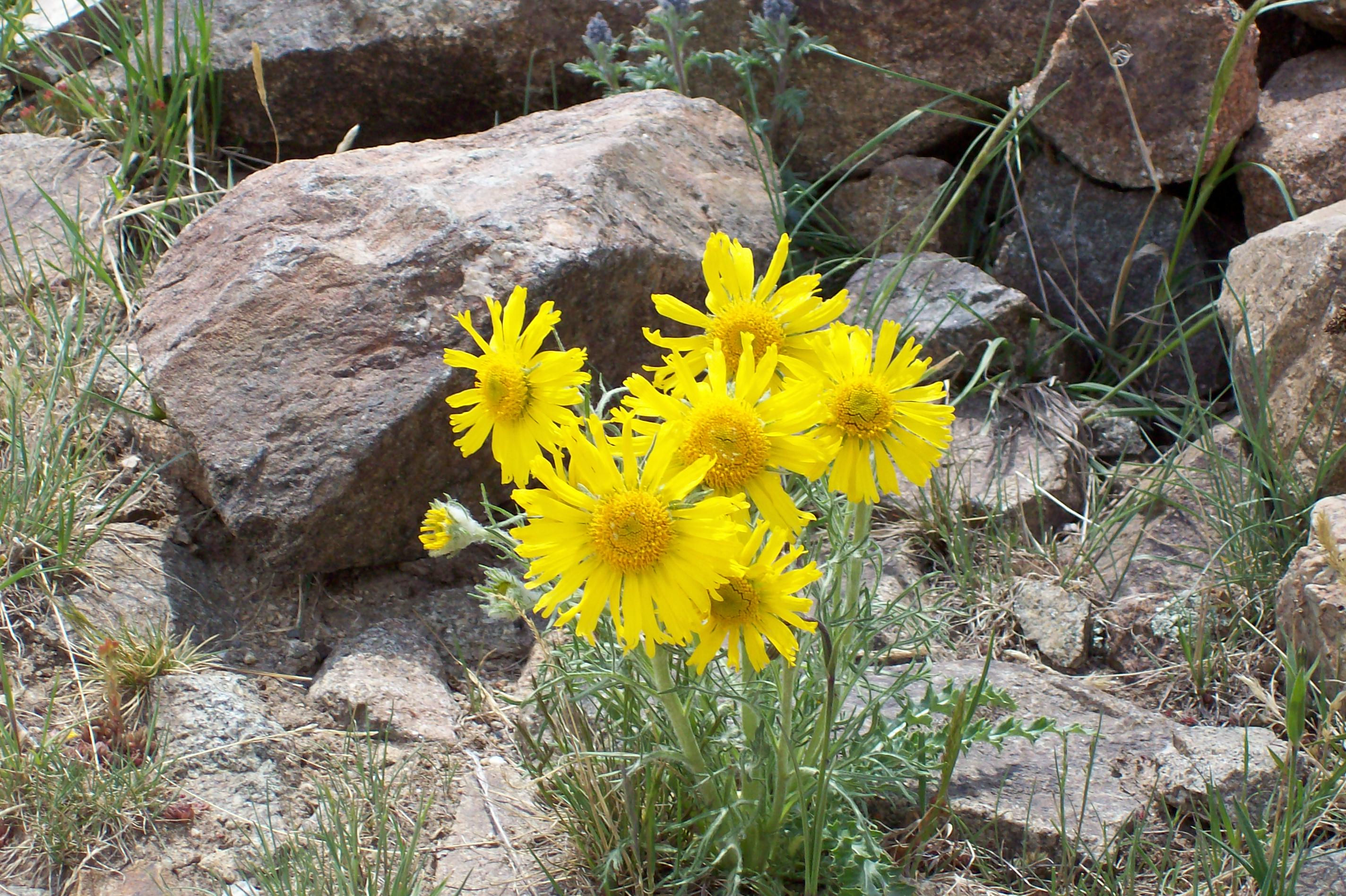 Wild Yellow Flowers