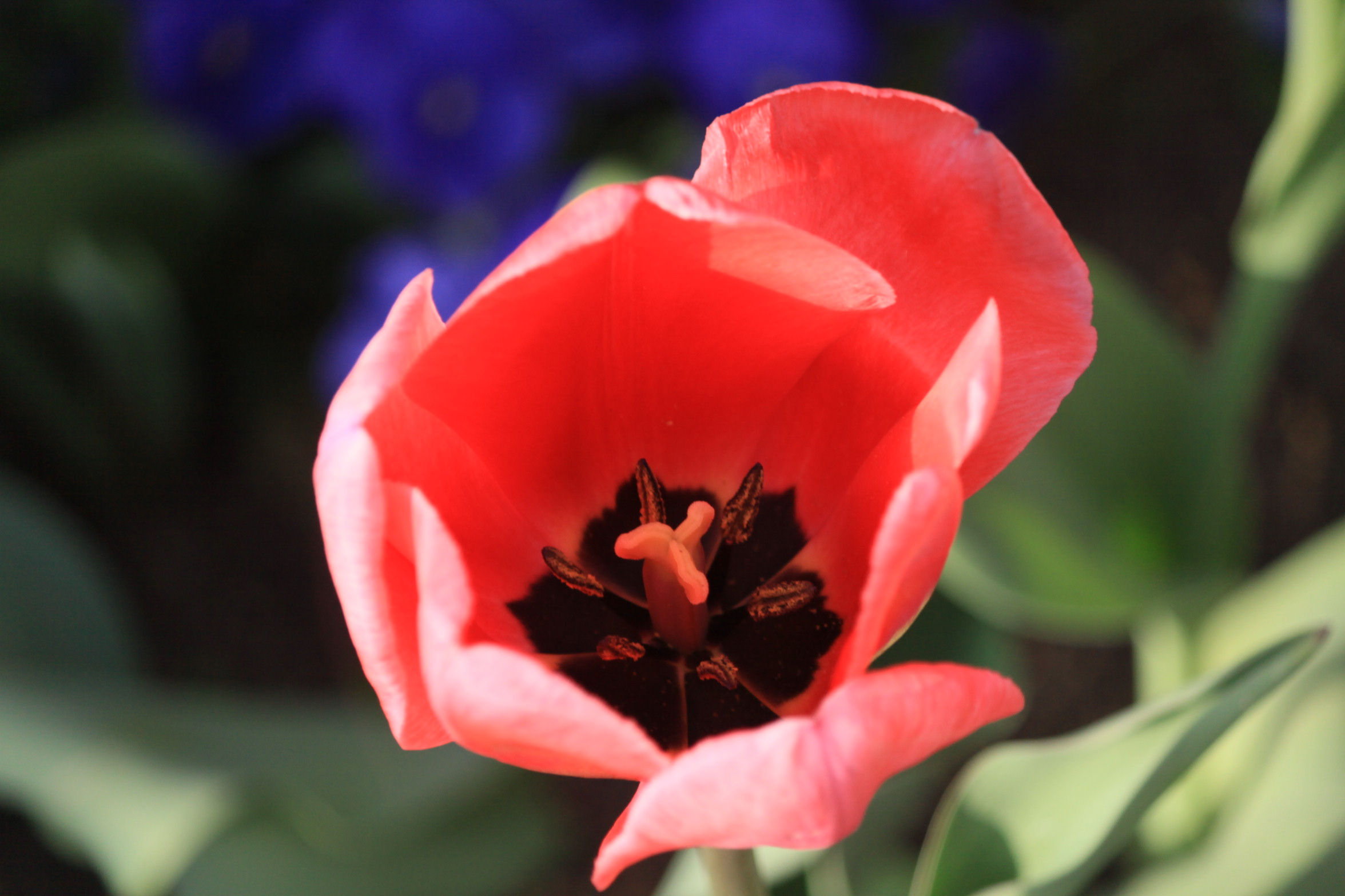 Tulip