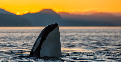 pasted image 0 (6).png