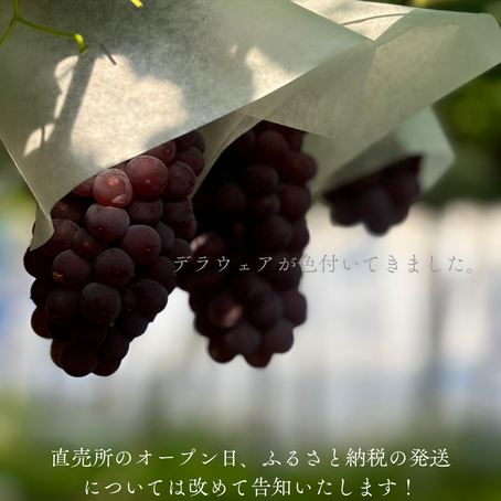 デラウェアの成長状況