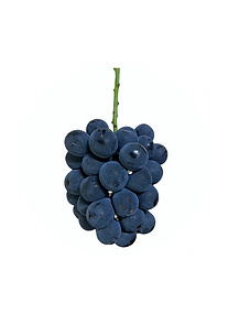 ナガノパープル