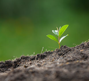 close-up-picture-sapling-plant-is-growing.jpg