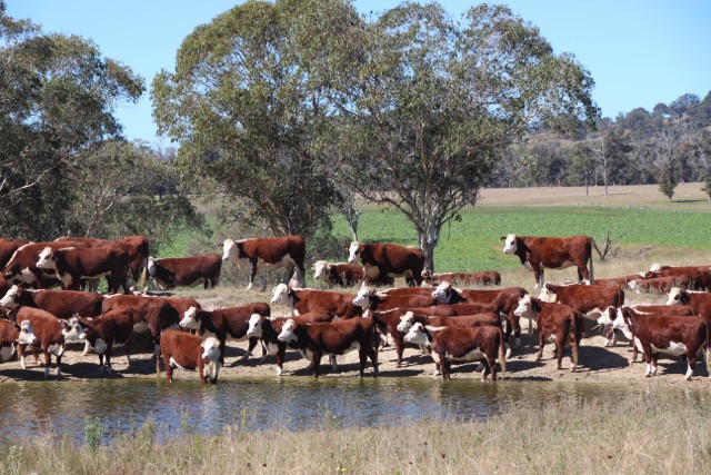 Hereford Cows in Australia