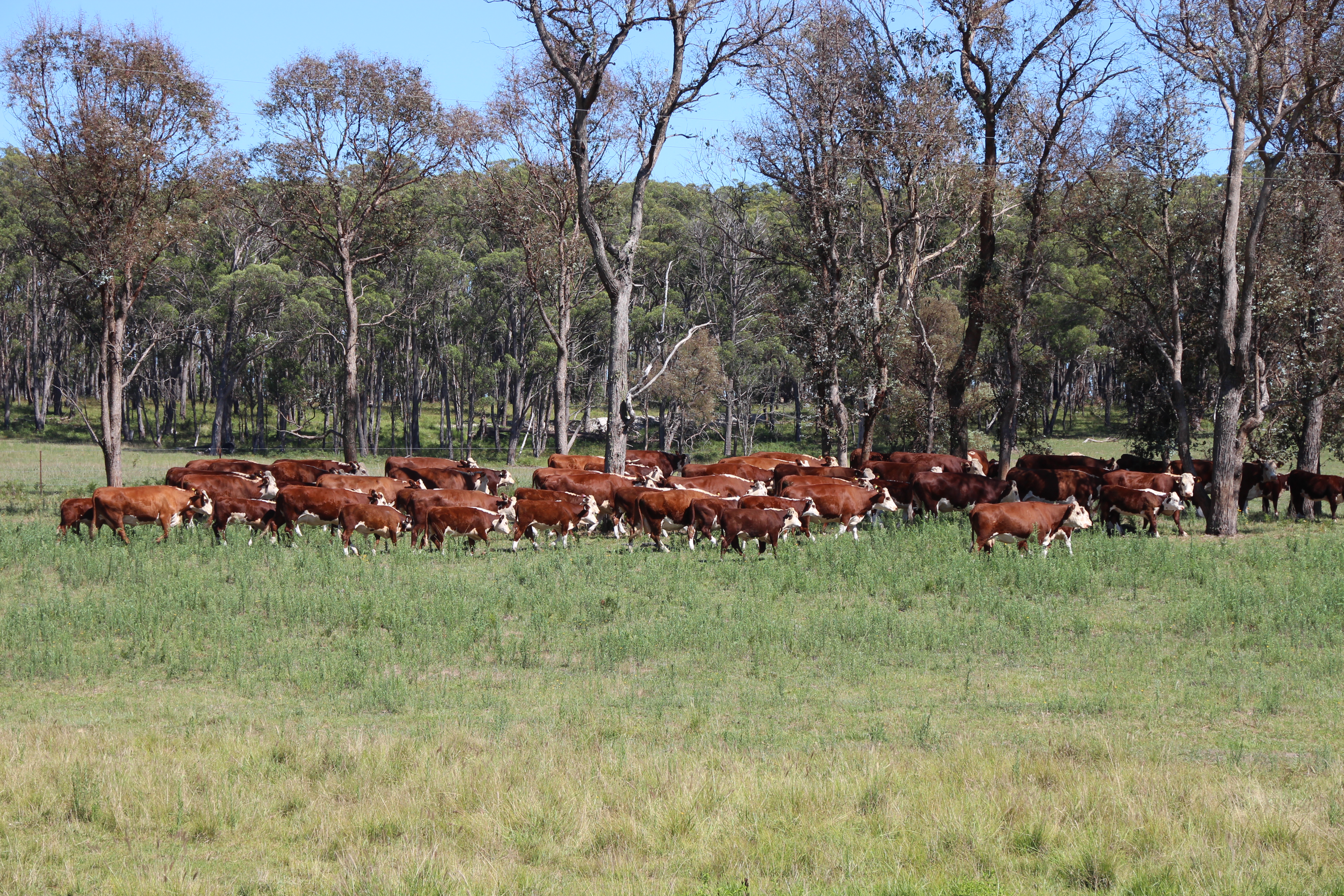 Oct 2017, 1st Calves by......