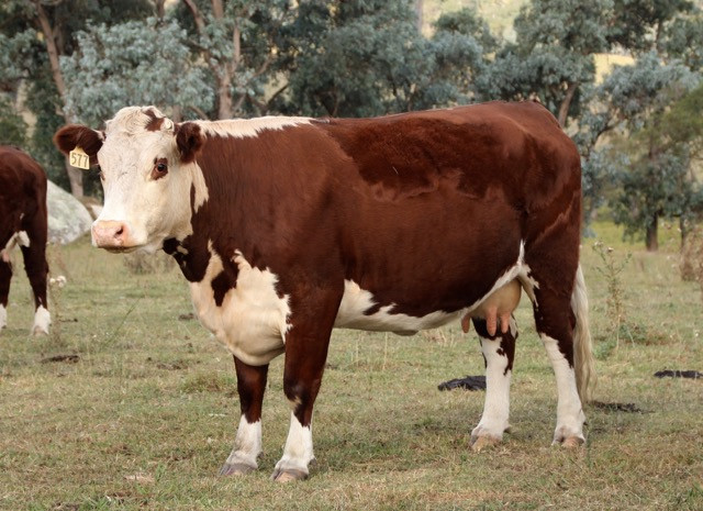 Hereford Cow