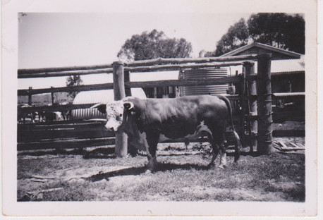 Dutton bull 'Ron' 1950's