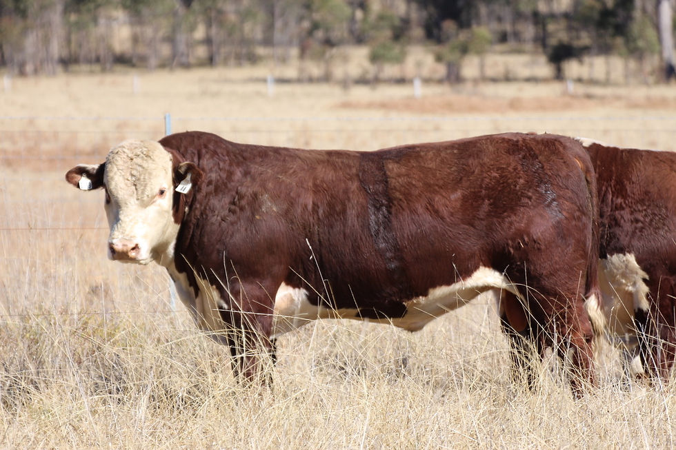 Lot 44 - $5500