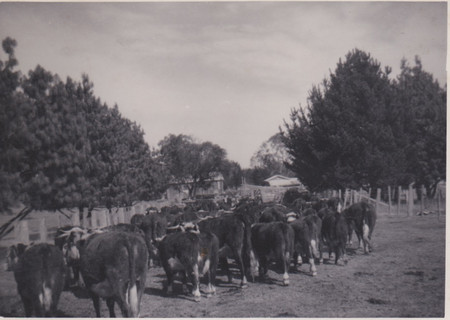 Cattle in lane 1964