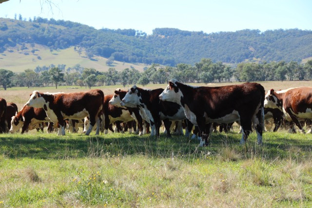 Australian Hereford Cows