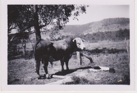 Jack Kilner bull 1956