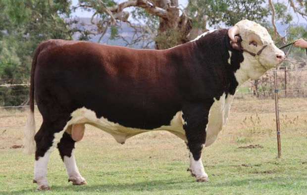 GHBU105_l.jpg