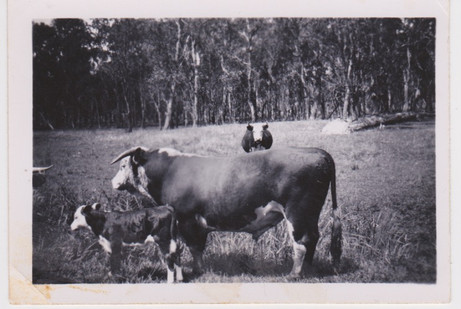 Dutton Bull 'Claude' 1950's