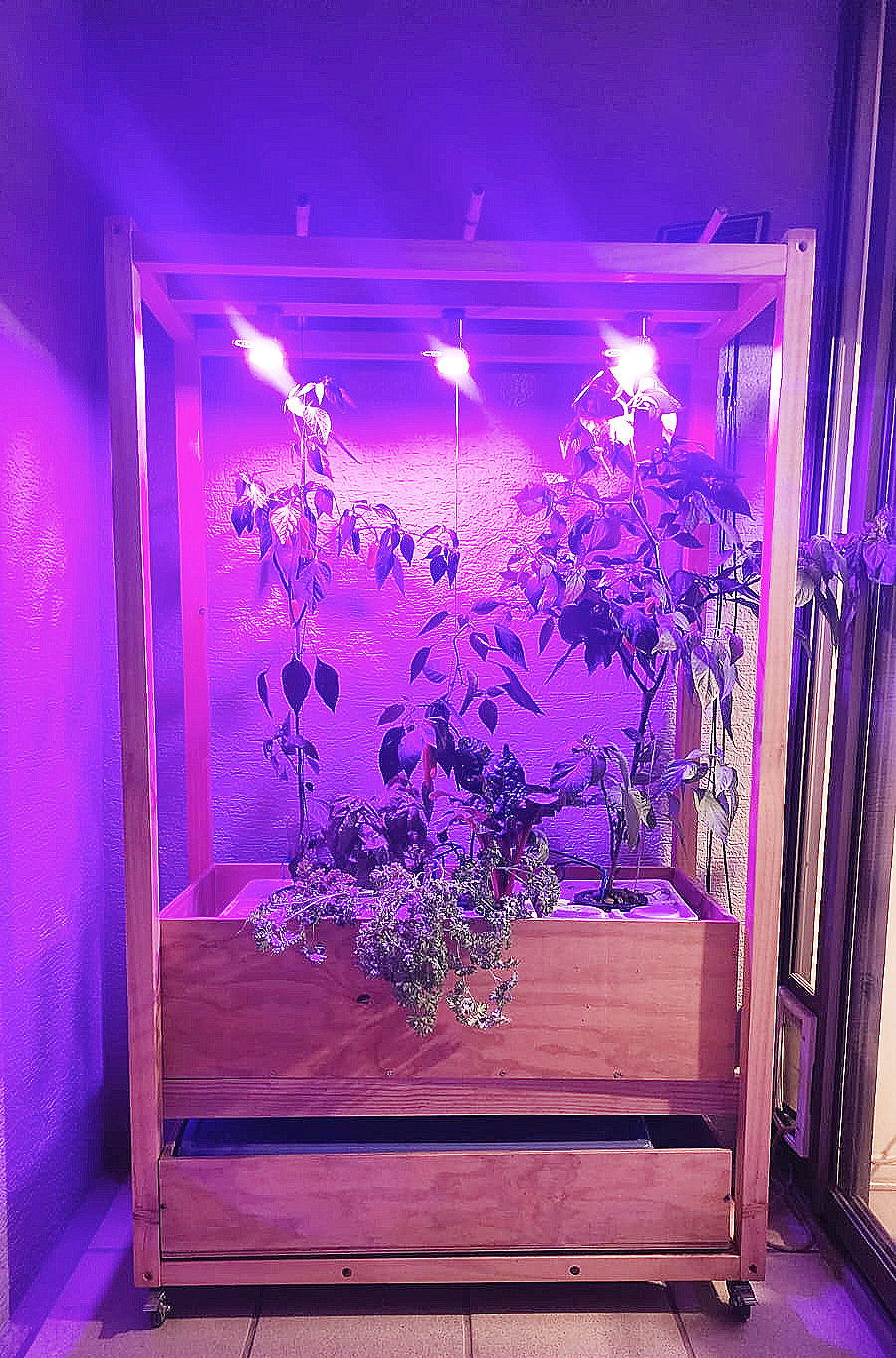 Miniatura: Huerta de Tomates