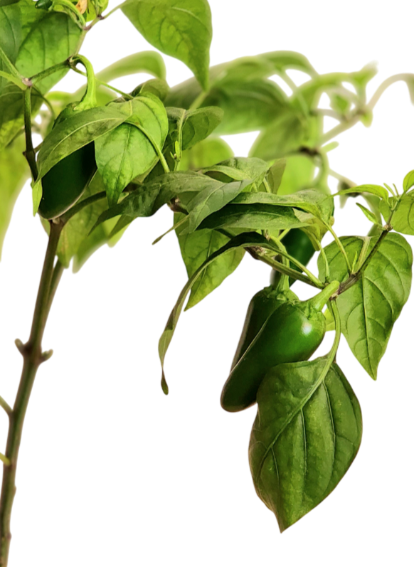 Ají Jalapeño Hidropónico