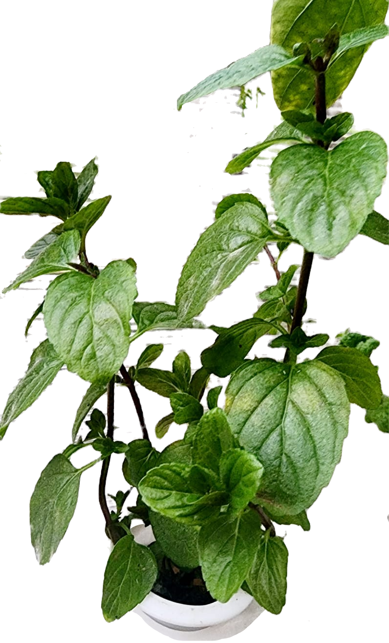 Miniatura: Pack 8 plantas