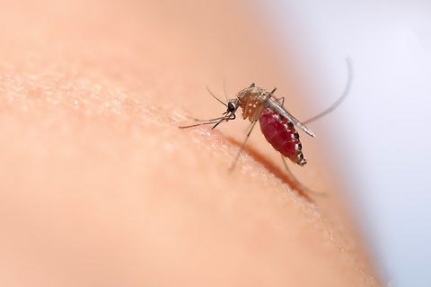 mosquito-feeding-on-skin.jpg