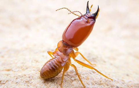 termite-control.jpg