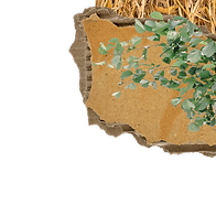 bloomspoon plantable cutlery uae dubai sustainable eco friendly