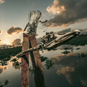 lifecycle, friesland, vogels, dieren kadavers, mooi, Pentax
