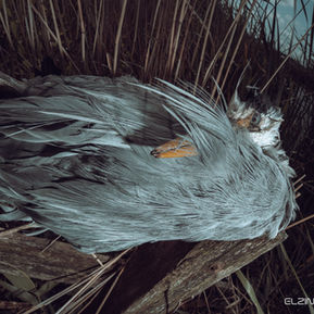 lifecycle, friesland, vogels, dieren kadavers, mooi, Pentax