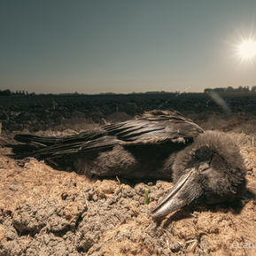 lifecycle, friesland, vogels, dieren kadavers, mooi, Pentax