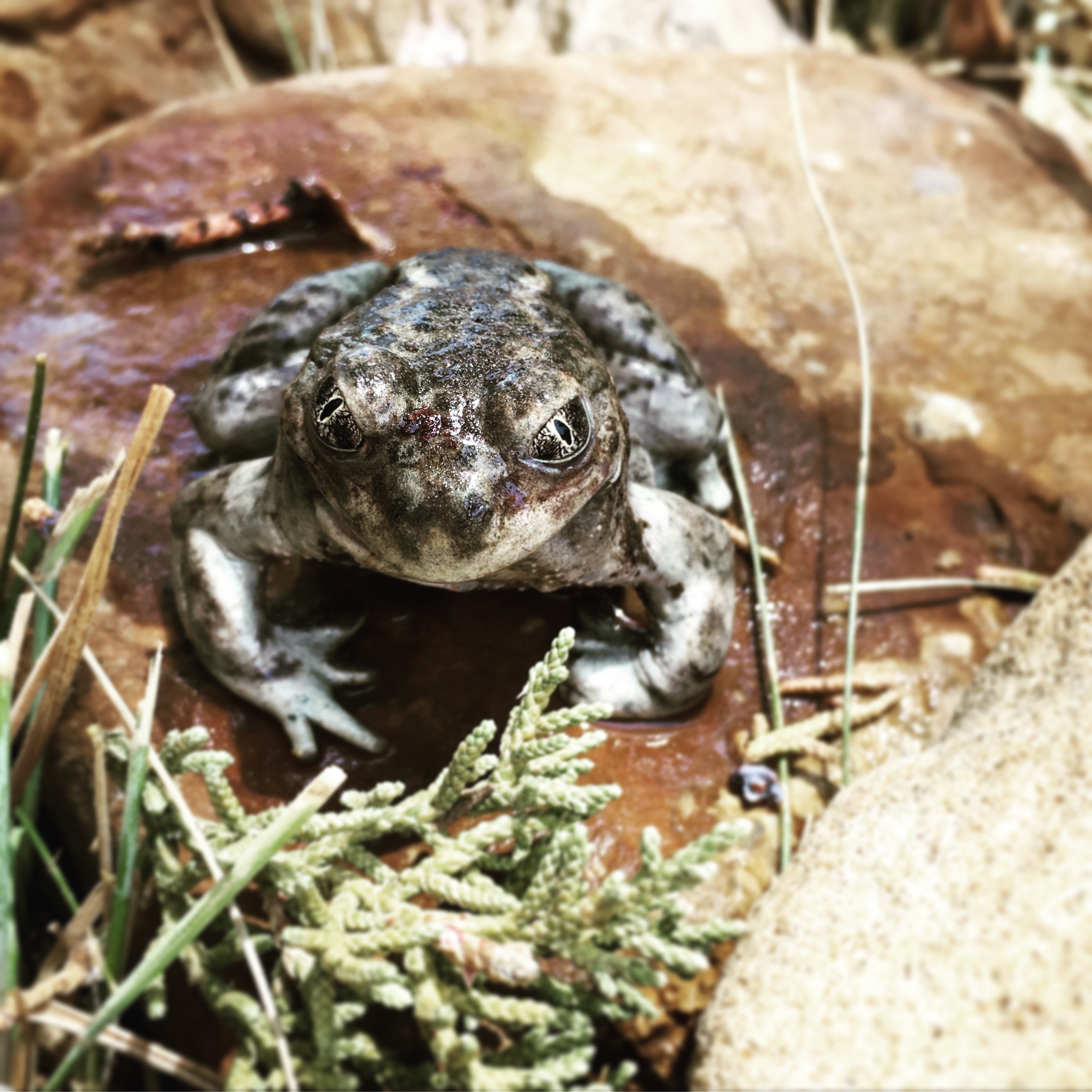 Toads near the camps