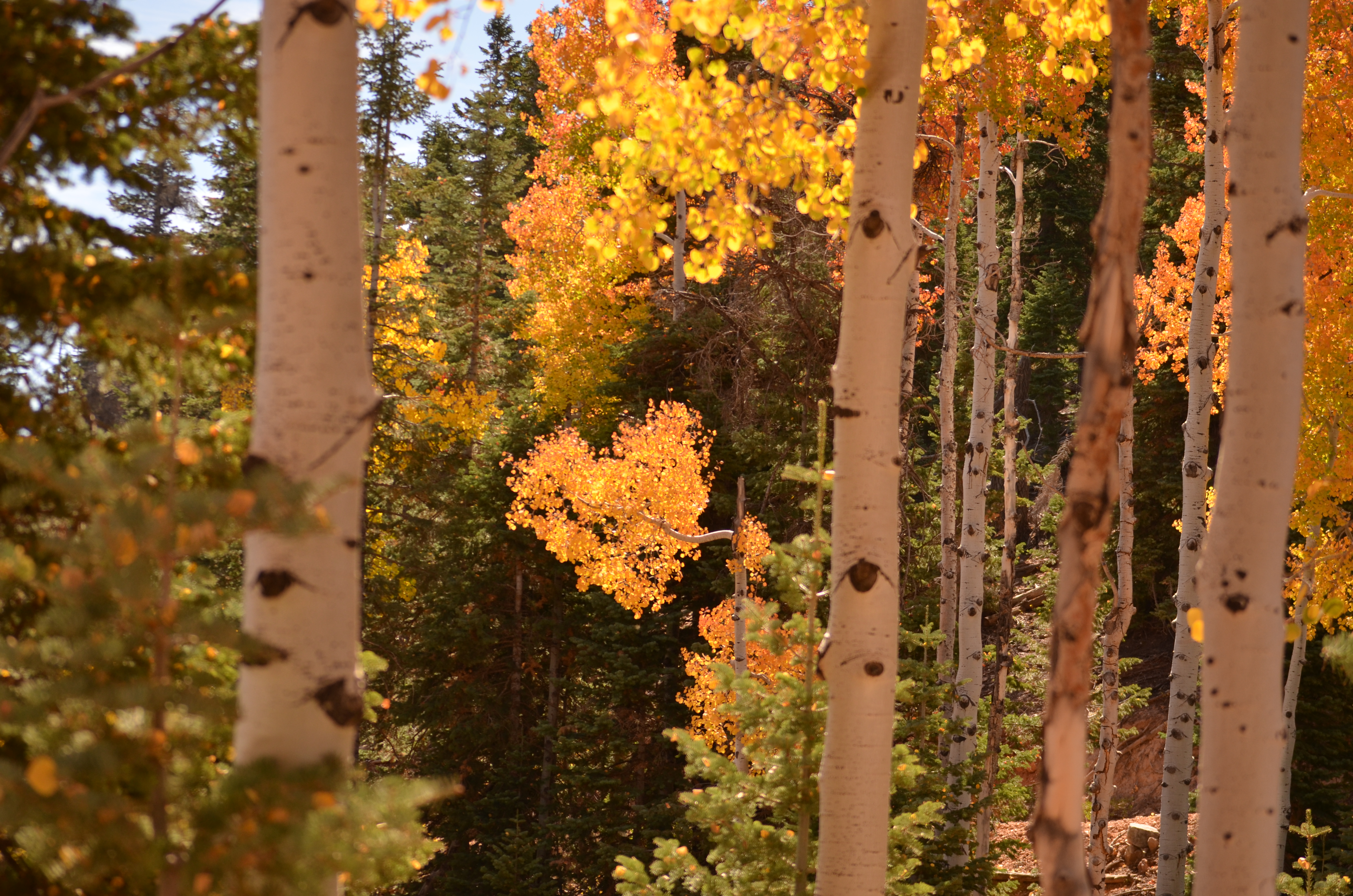 Along the North Fork Road