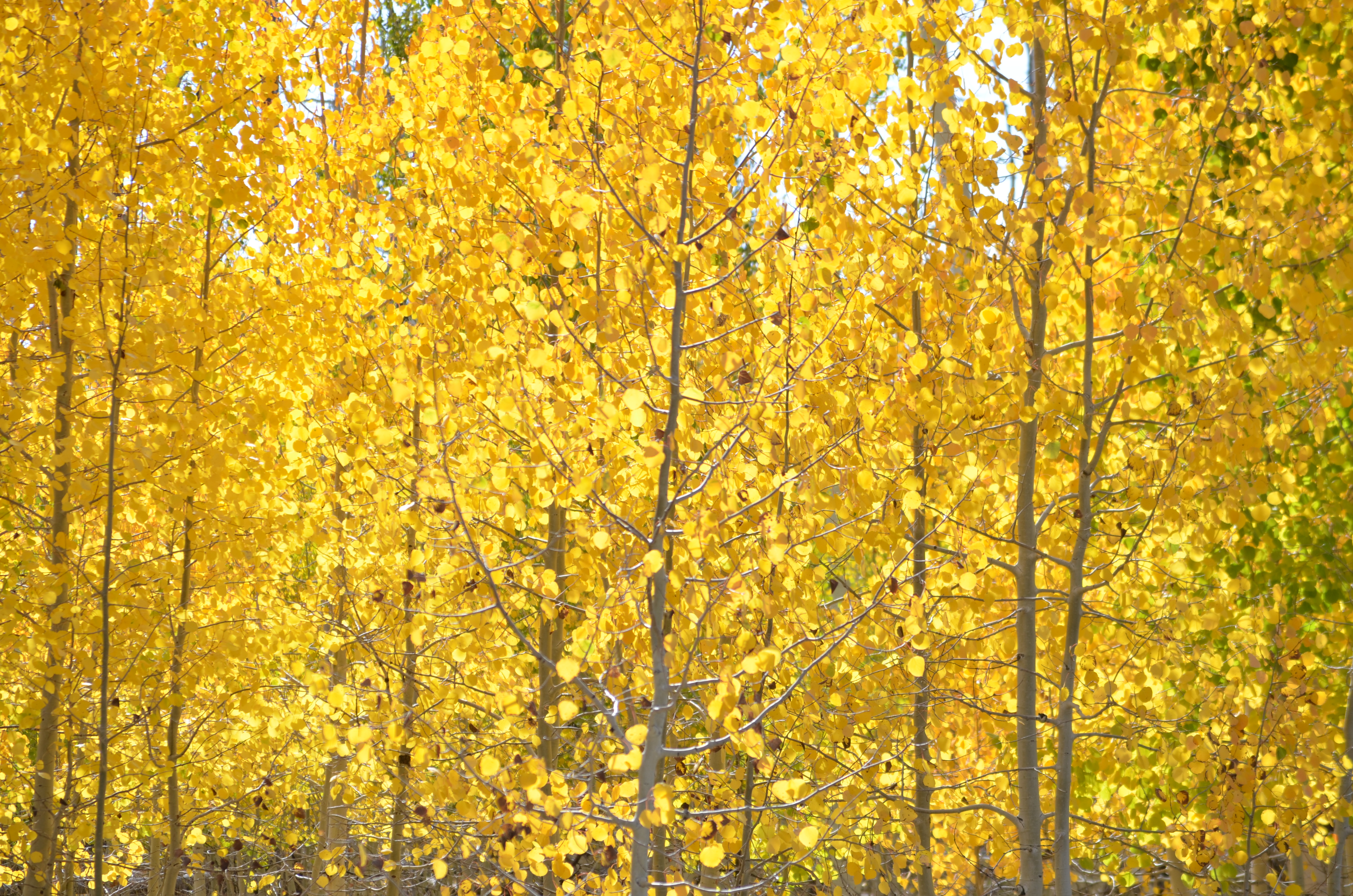 Fall near Navajo Lake