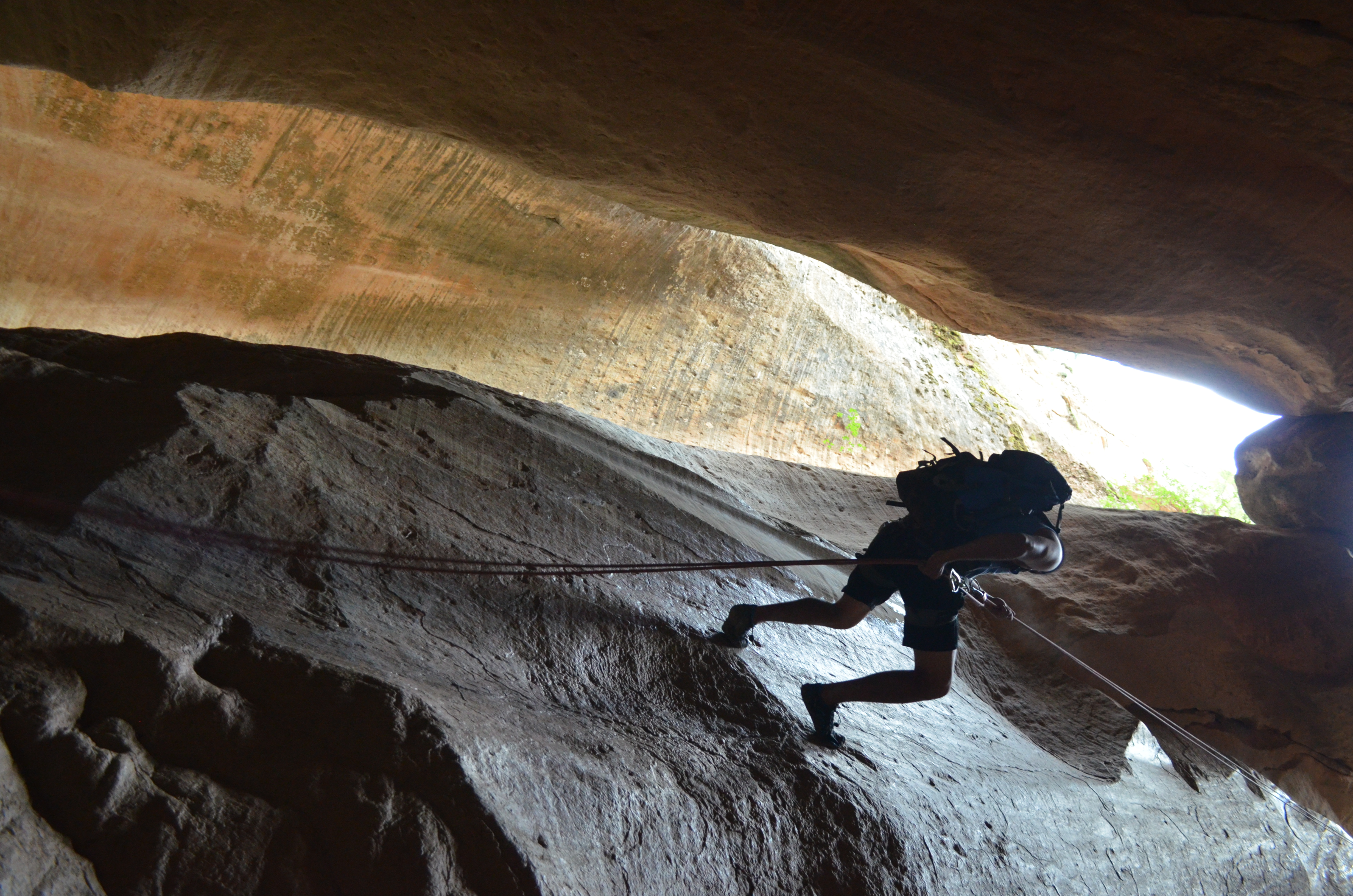 Descending Birch Hollow