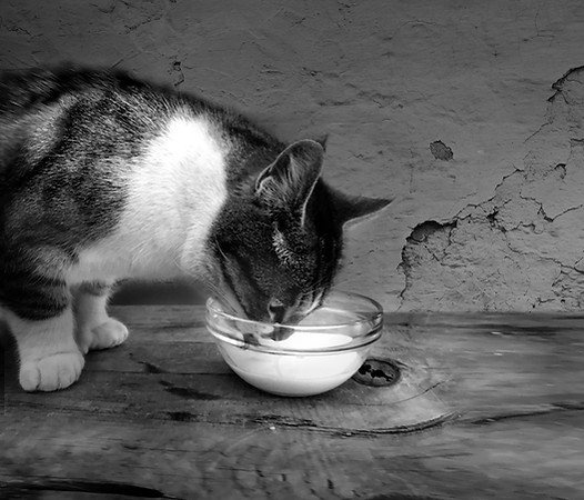 Cat kitten saucer of milk