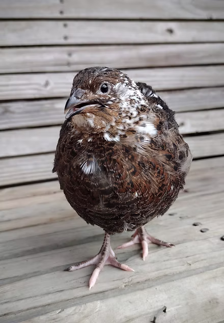 Photo from Guidroz Family Farm