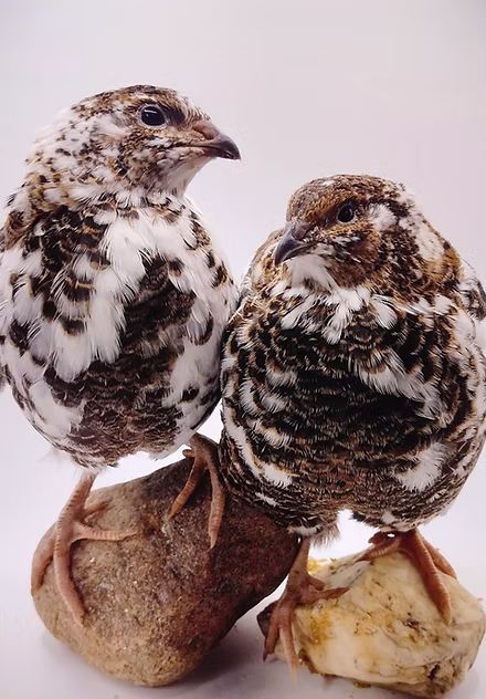 Photo from Guidroz Family Farm