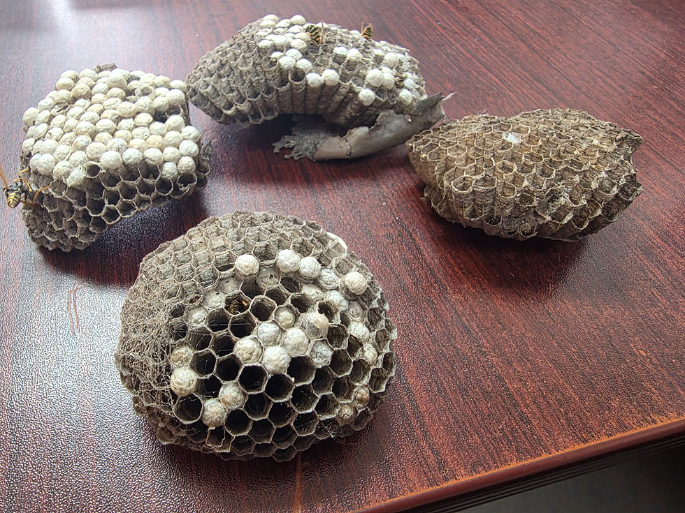 Size Medium natural wasp nests