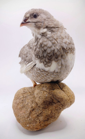 Photo from Guidroz Family Farm