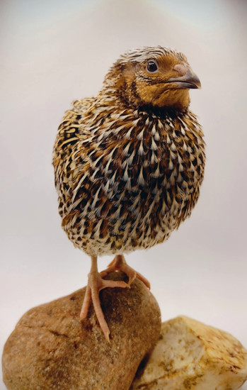 Photo from Guidroz Family Farm