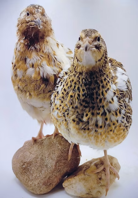 Photo from Guidroz Family Farm