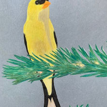 american goldfinch