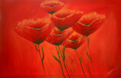 Iceland Poppies